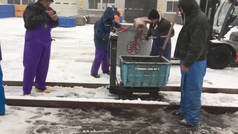 How Japanese Fishing Octopus Using Pots and Processing Thousands Octopus Per Hour in Factory