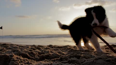 Rumble / Dogs & Puppies Dog at the beach