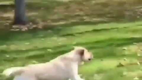 Weee weee weee