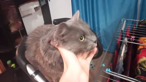 Beautiful cat sitting on an exercise bike