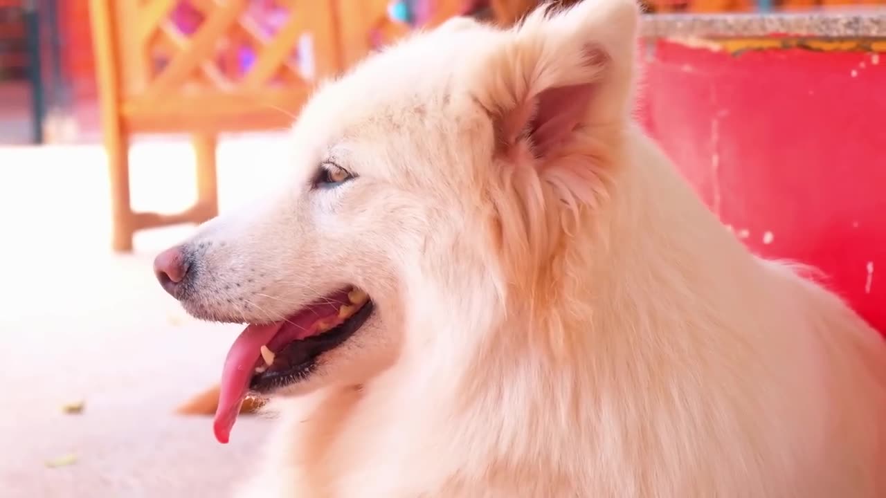 4K Dogs and Puppies Beautiful Animal Footage Episode 13 | Viral Dog