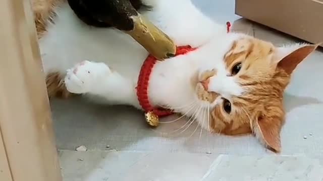 Cat and Duck Love