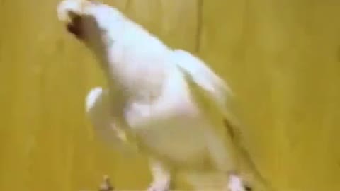 i like 🦜🦜🦜🦜🦜🦜🕊🕊