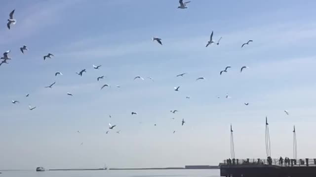 soaring seagulls