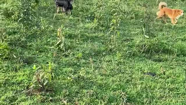 Gator And Sassy Intro To Cattle Five