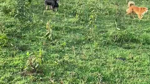 Gator And Sassy Intro To Cattle Five
