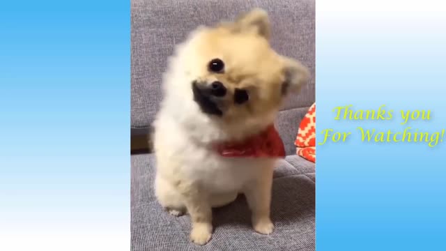 Cute Pets And Funny Animals Compilation 16 Pets Garden(1).mp4