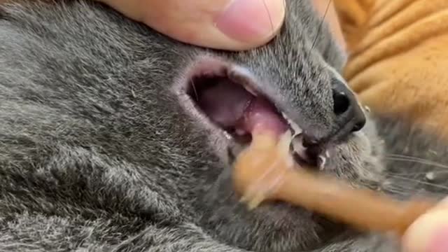 So cute