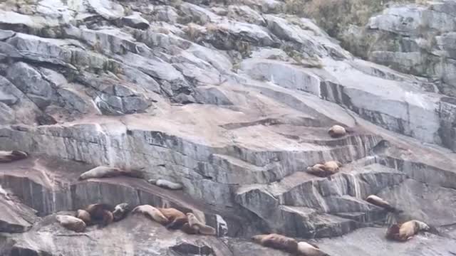 Baby seals playing