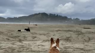 Loki goes to the beach 🐾🐚😍