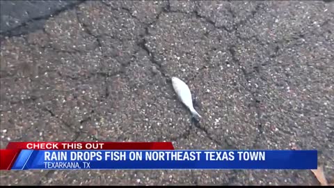 RAINING FISH IN TEXAS