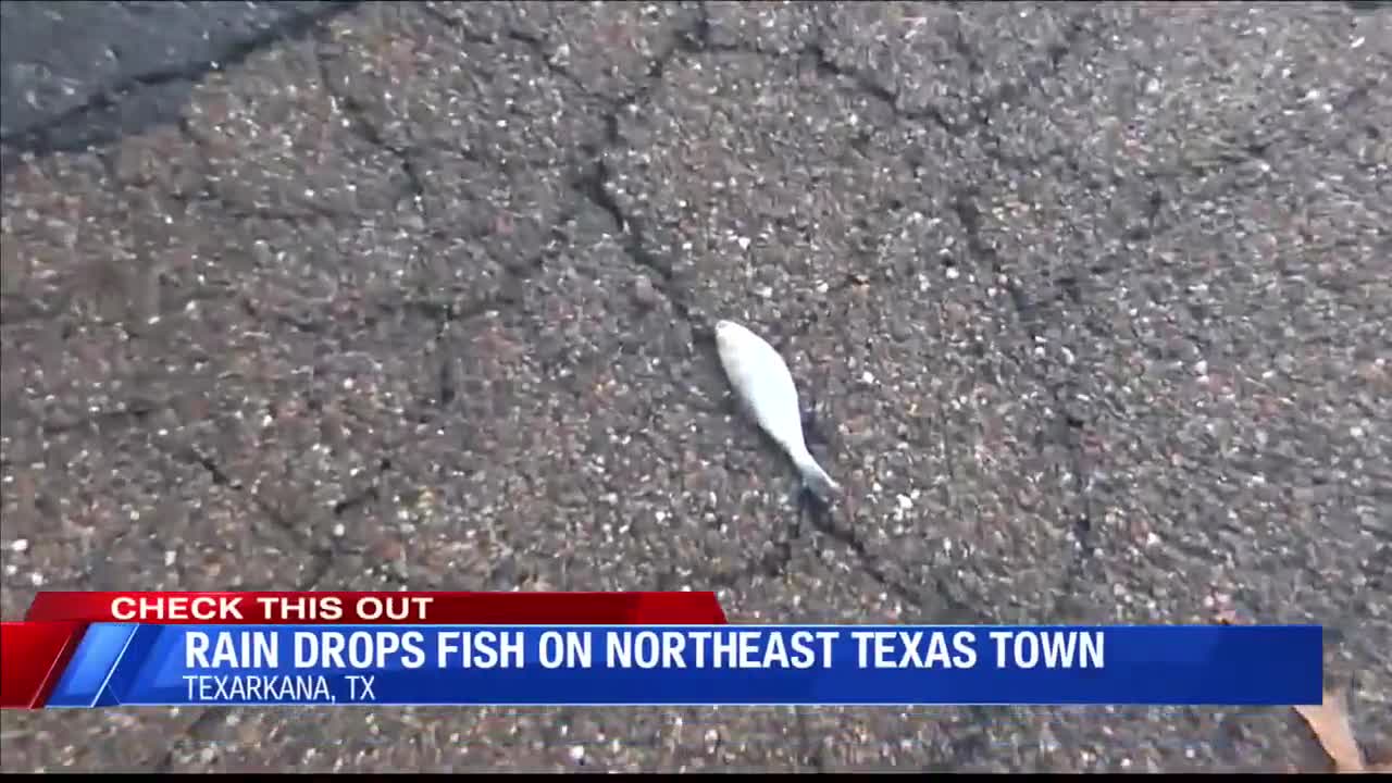 RAINING FISH IN TEXAS