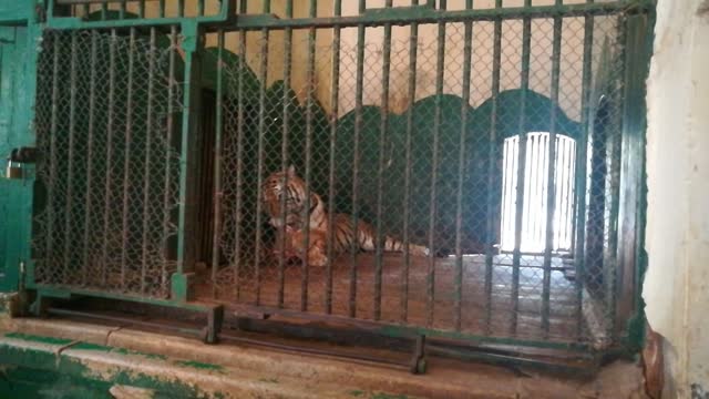 Alpha Tiger Care too Much For His Precious Meat Food