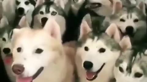 Have you ever seen a group of dogs together happy