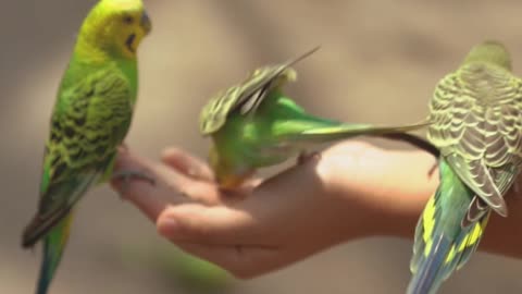 Parrot throws tantrum when owner says she's leaving