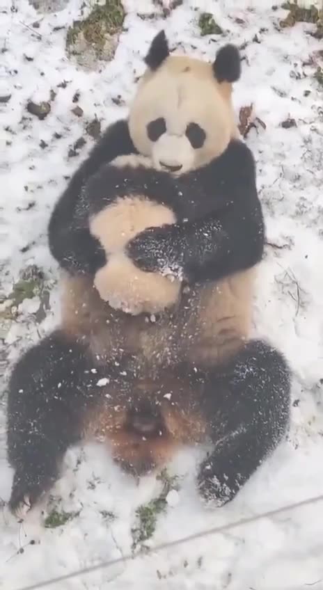 Tender loving moments Panda bear style