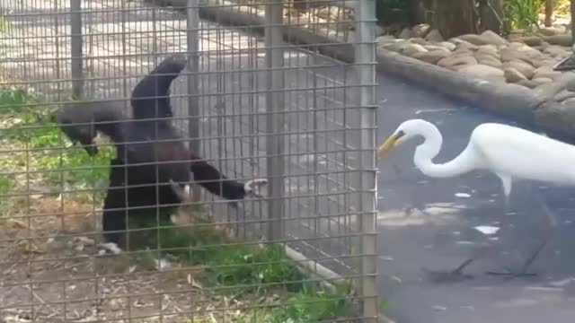 Eagle teach lesson to crane..never mess with eagle