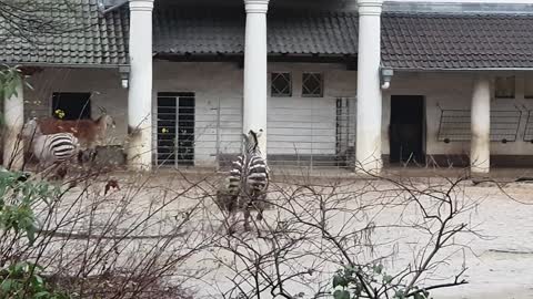 Zebras 🦓 running around at Zoo Berlin 🦓