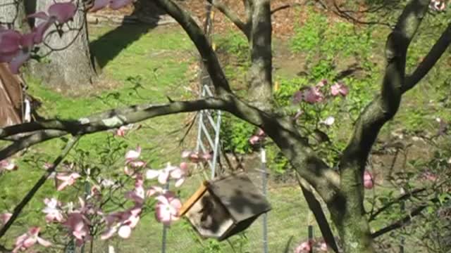 Wren building its nest