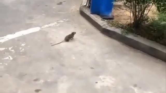 Cat and Mouse are Best Friends