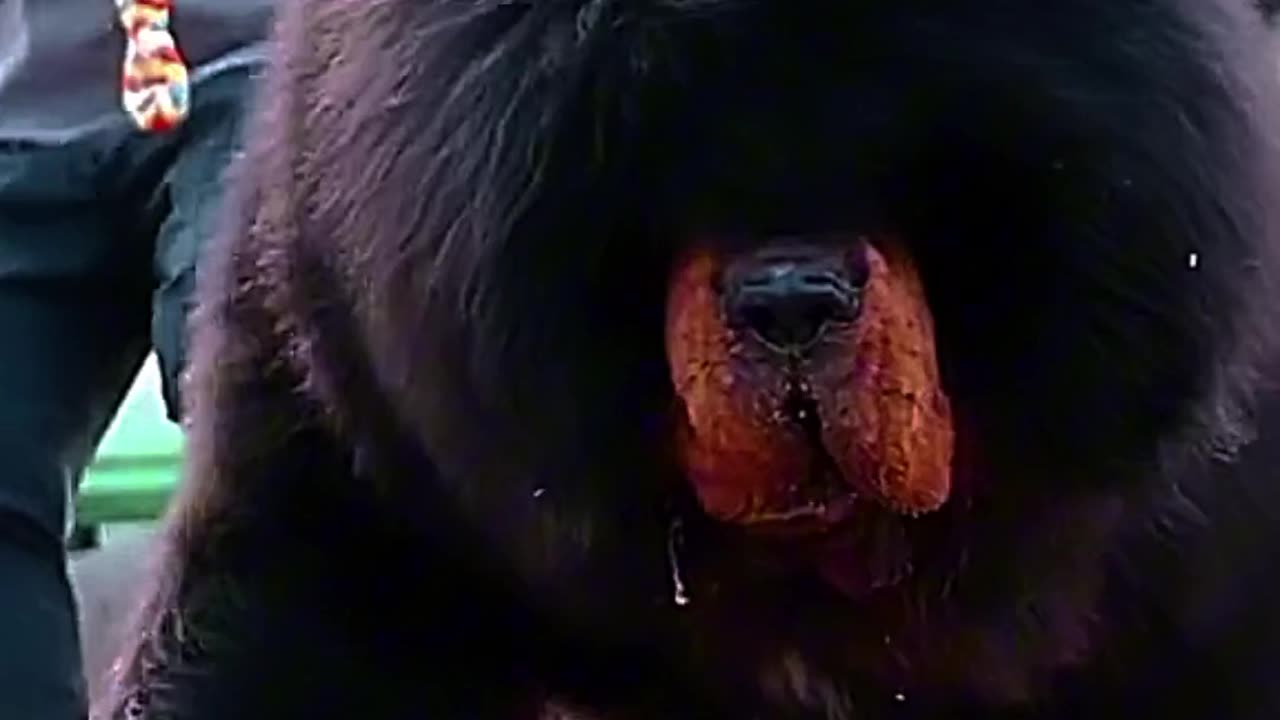 Tibetan mastiff😈😱