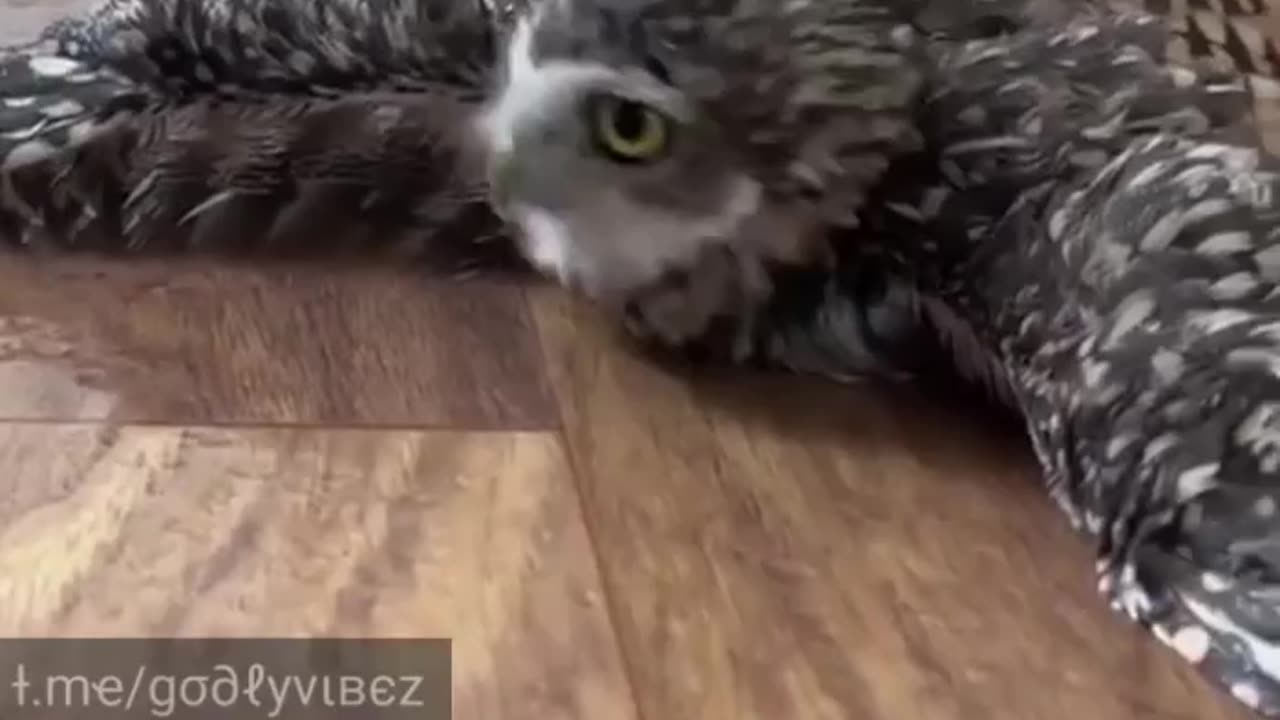 A MOIST OWLETTE