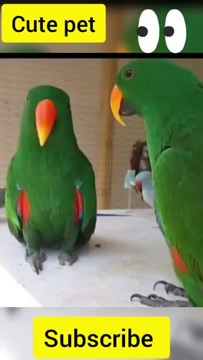 Parrot whistles and dances and talking funny beautiful Parrot
