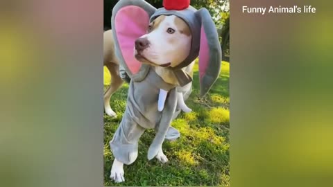 Animal funny video