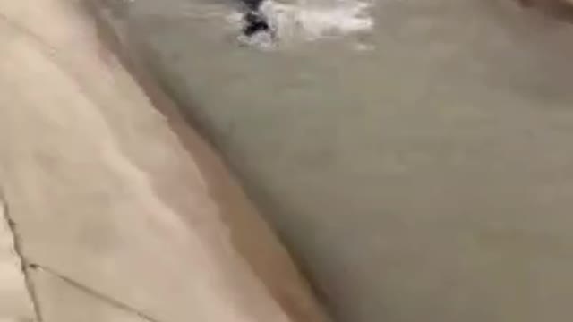 Elite police officer drown during helping child.