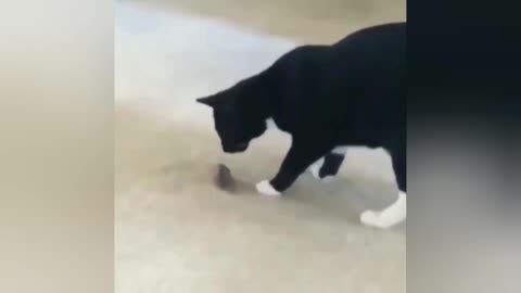 cat lets the mouse escape 2022