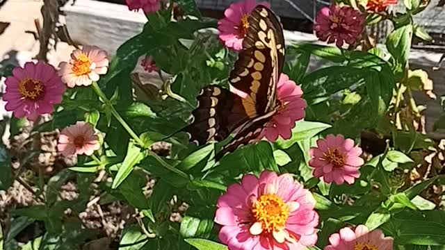Butterfly in the zinnias in Grandma's garden