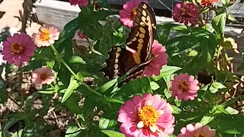 Butterfly in the zinnias in Grandma's garden