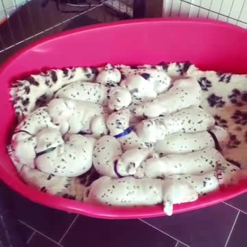 Enorme manada de cachorros Dálmata duermen la siesta juntos