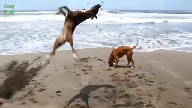 Cute Cats and Dogs Doing Funny Things Compilation