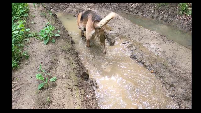 Cool the wonderful dog in the swamp🐕 (chien police)❤️