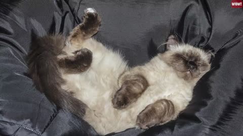 What your Cat's Sleeping Position Reveals About Their Health and Personality