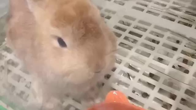 Cute little bunny is eating food