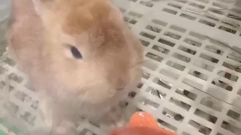 Cute little bunny is eating food