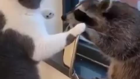 Cute cats Videos Compilation