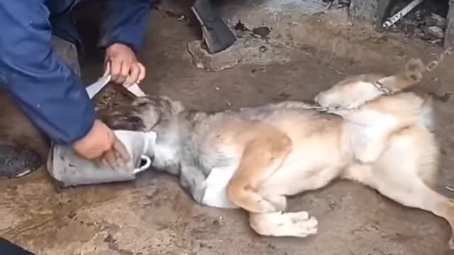 Woman rescue dog