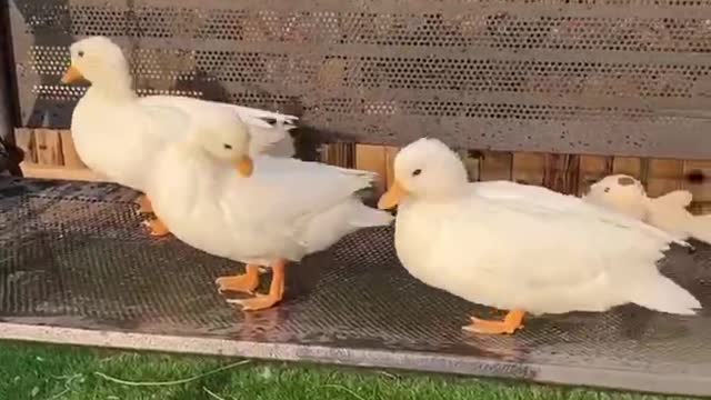 Because of our care, they have a warm nest,