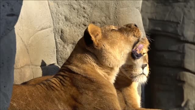 Lion funny video