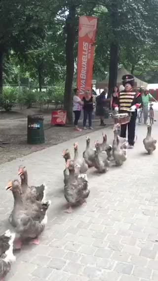 Marching geese parade is the best kind of parade