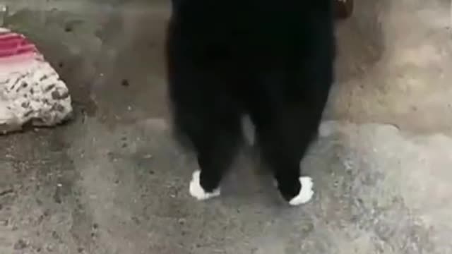Funny Dogs playing