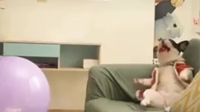 Dog Funny Video its time to laugh