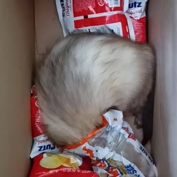 Ferret snacks!!!