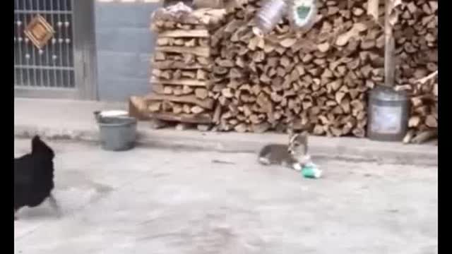 Little Animals <3