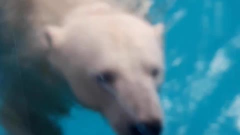 polar bear in sao paulo aquarium 2