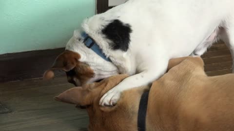 Dogs playfully fighting on living room floor