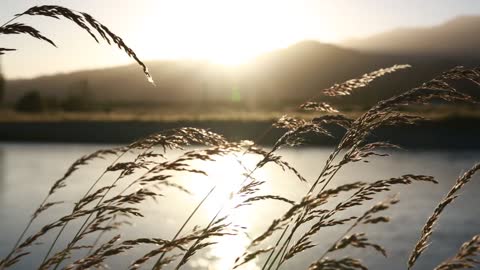 the wind